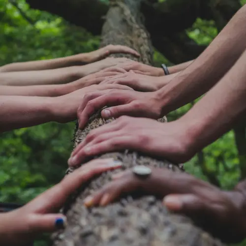 Diverse hands joined together on a tree trunk, symbolizing community and solidarity